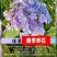 绣球花苗四季开花无尽夏庭院阳台花卉花园绿植物绣球花盆栽带花苞