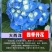 绣球花苗四季开花无尽夏庭院阳台花卉花园绿植物绣球花盆栽带花苞