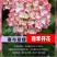 绣球花苗四季开花无尽夏庭院阳台花卉花园绿植物绣球花盆栽带花苞