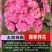 绣球花苗四季开花无尽夏庭院阳台花卉花园绿植物绣球花盆栽带花苞