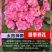 绣球花苗四季开花无尽夏庭院阳台花卉花园绿植物绣球花盆栽带花苞