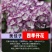 绣球花苗四季开花无尽夏庭院阳台花卉花园绿植物绣球花盆栽带花苞