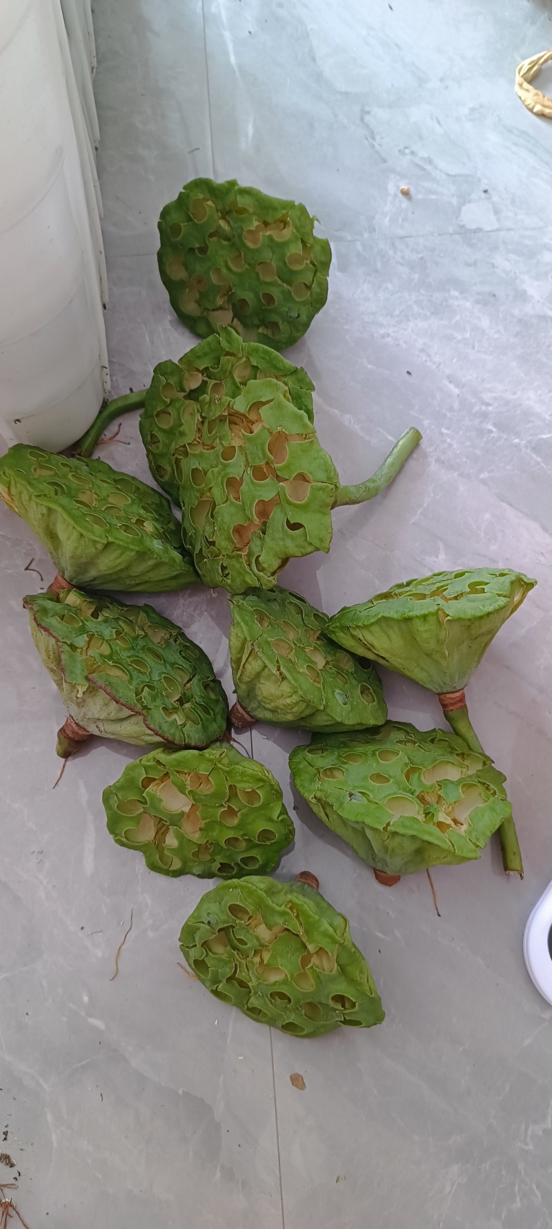 青莲子，个头大饱满