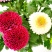 四季开花七彩色乒乓菊云南鲜花盆栽带花苞阳台客厅花卉好养易活