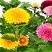 四季开花七彩色乒乓菊云南鲜花盆栽带花苞阳台客厅花卉好养易活