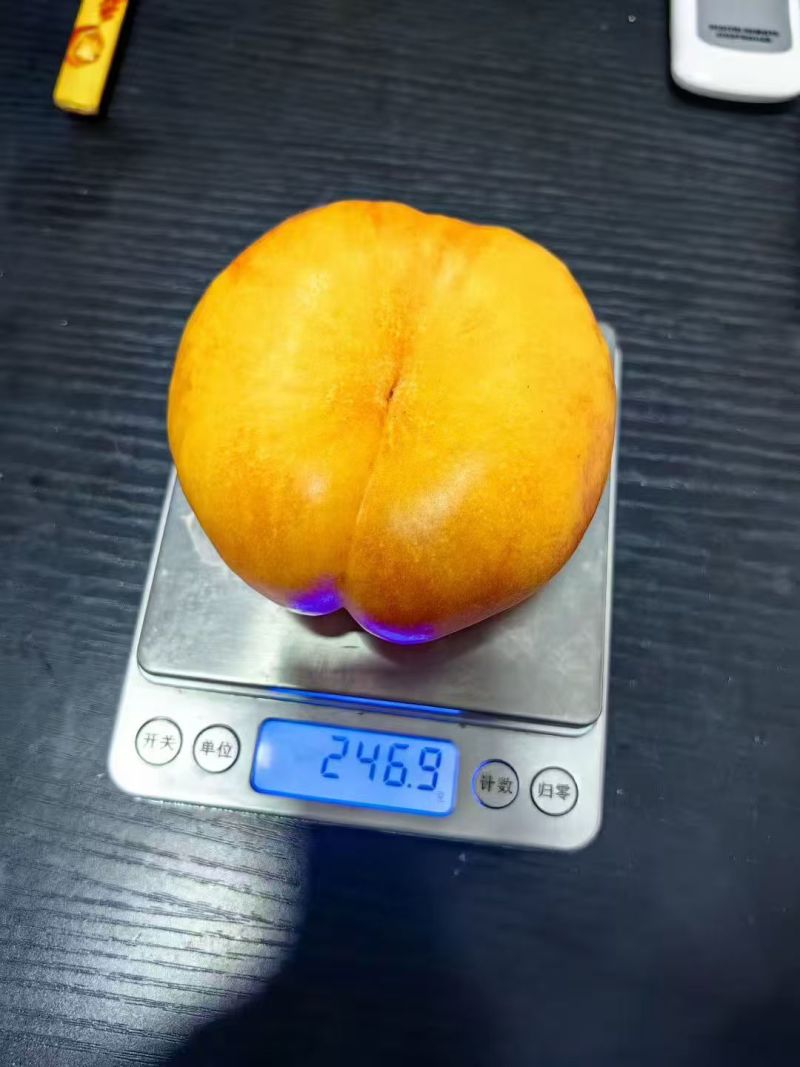 油蟠桃4两起河北晋州黄金油蟠桃产地直供油潘全国发货