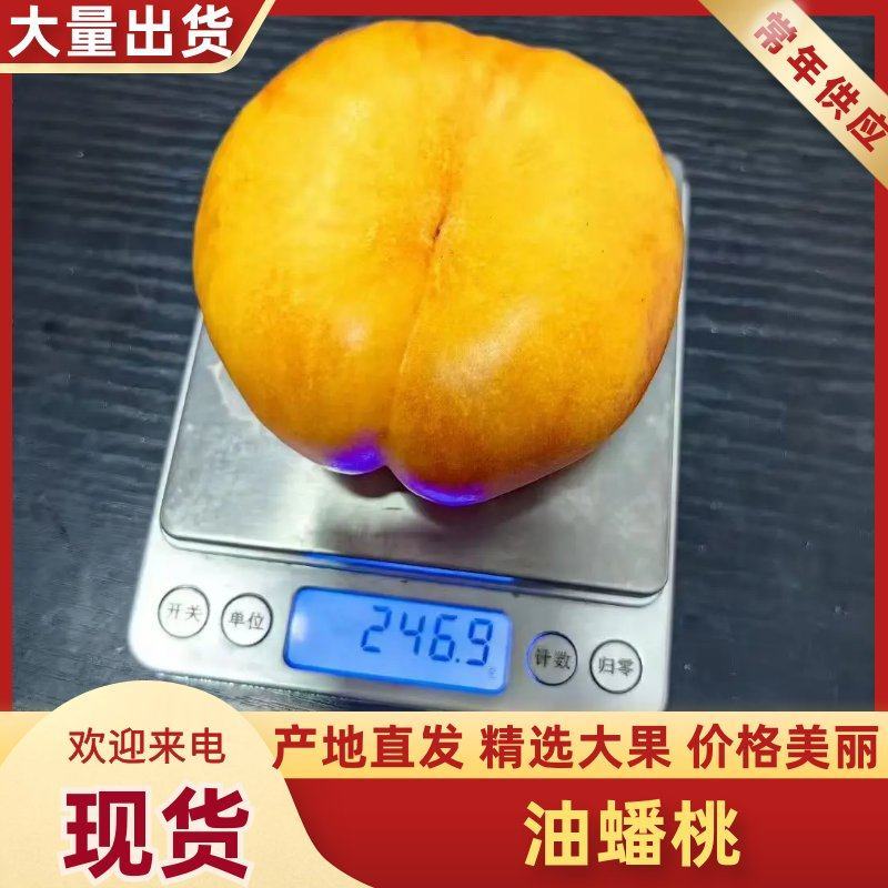 精品蟠桃4两起黄油蟠桃，河北黄桃大量上市，可视频看货