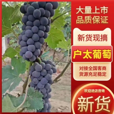 户太八号，京亚葡萄，河北石家庄夏黑葡萄全国发货
