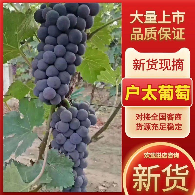 户太八号，京亚葡萄，河北石家庄夏黑葡萄全国发货