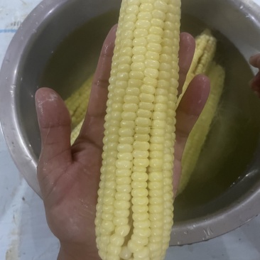 甜糯玉米