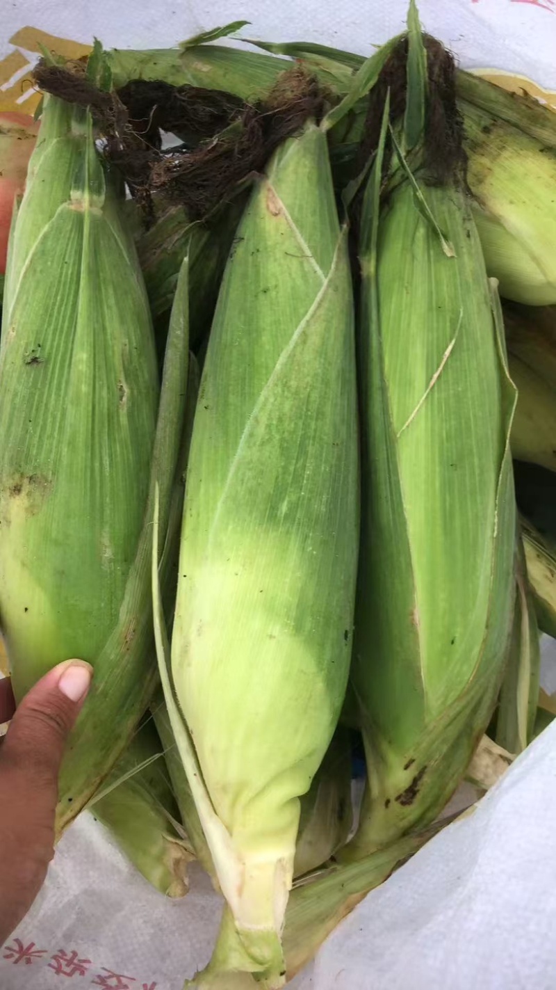 甜糯玉米