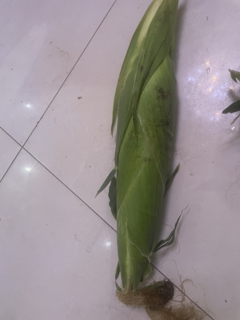 甜糯玉米