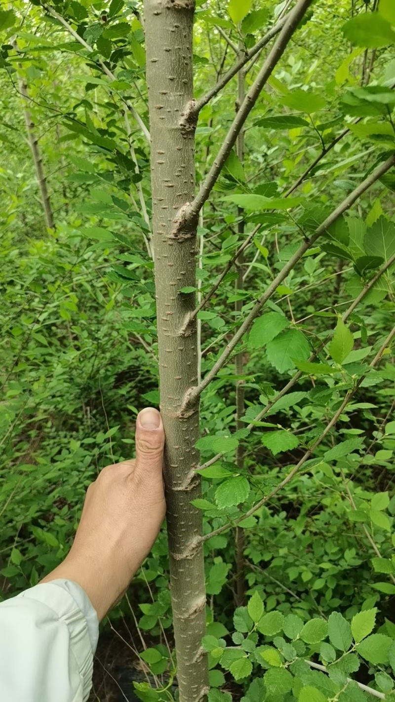 榆树苗