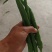 二荆条辣椒线椒七号线椒露天种植品质保证