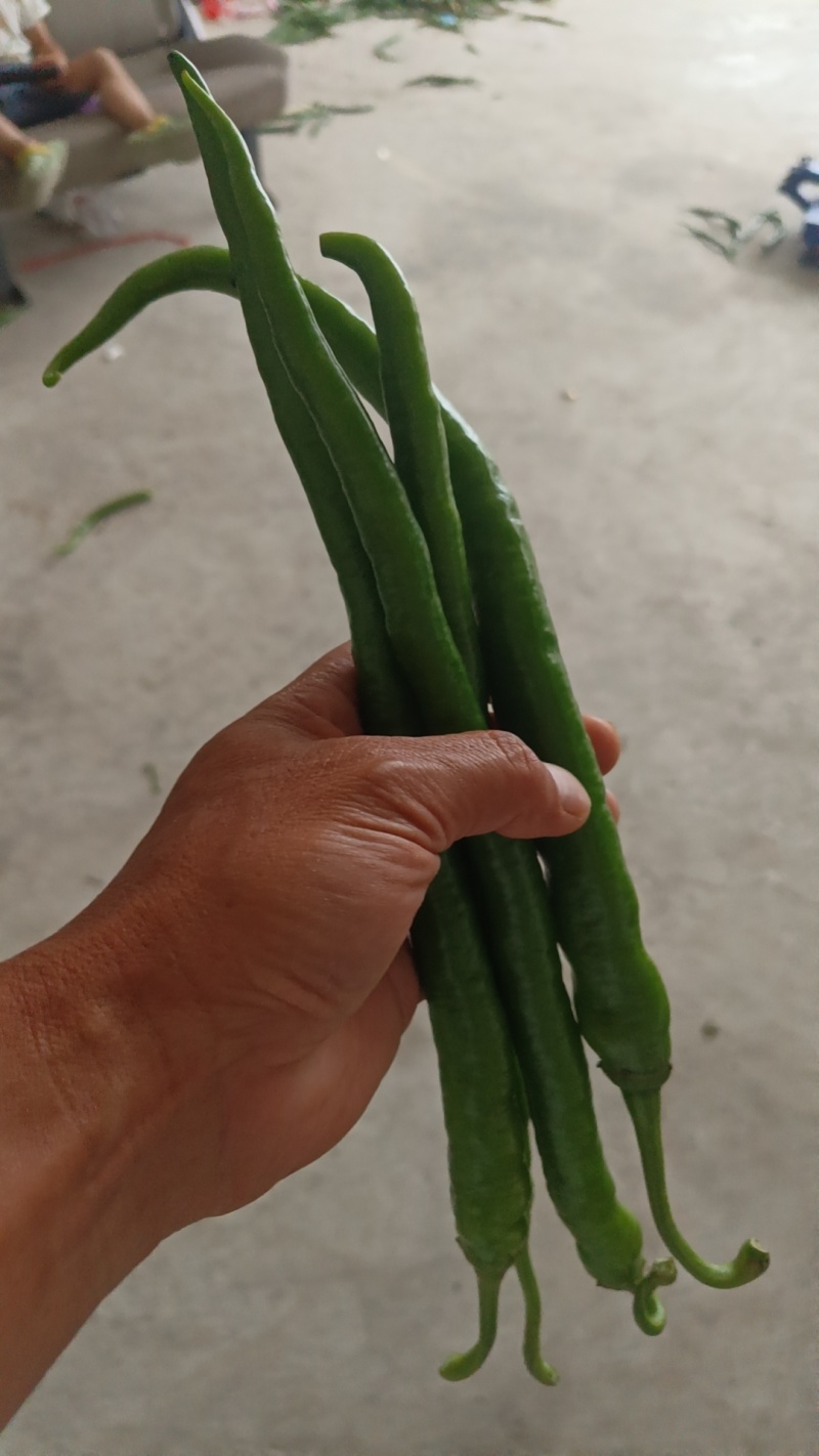 二荆条辣椒线椒七号线椒露天种植品质保证