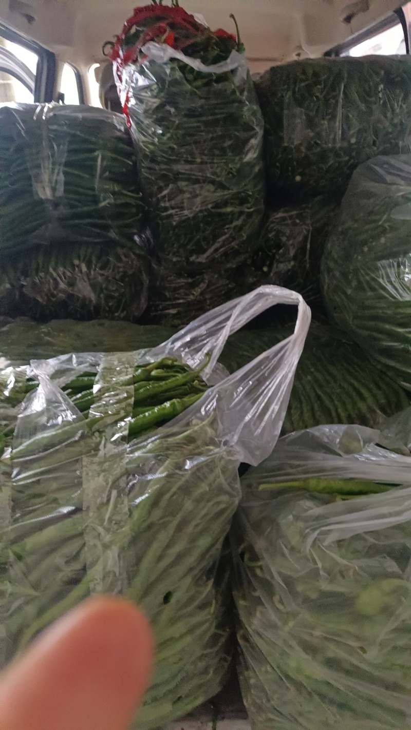 二荆条辣椒线椒七号线椒露天种植品质保证