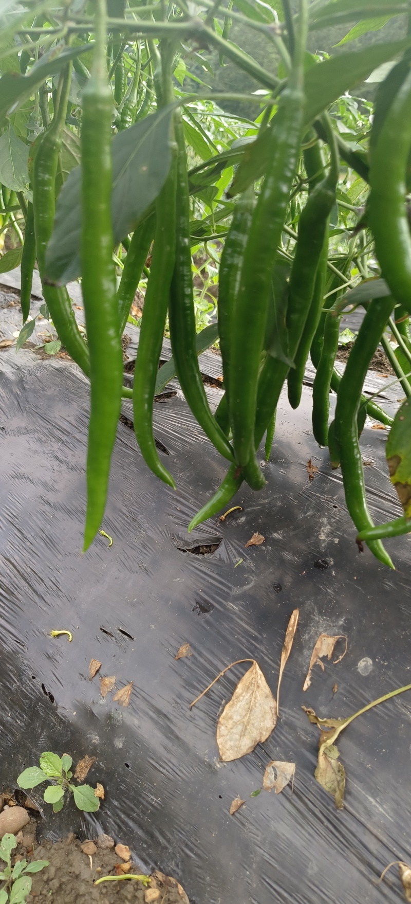 二荆条辣椒线椒七号线椒露天种植品质保证
