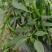二荆条辣椒线椒七号线椒露天种植品质保证