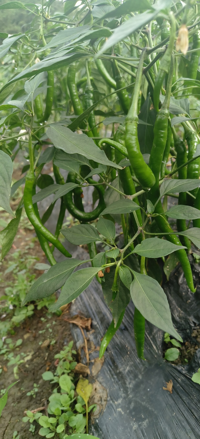 二荆条辣椒线椒七号线椒露天种植品质保证