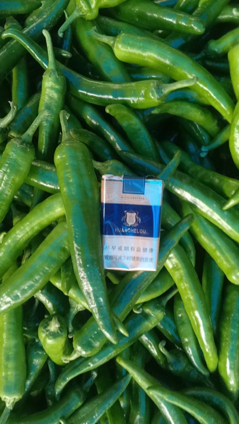 河南青辣椒大量上市301新鲜辣椒大青椒诚信老店欢迎电联