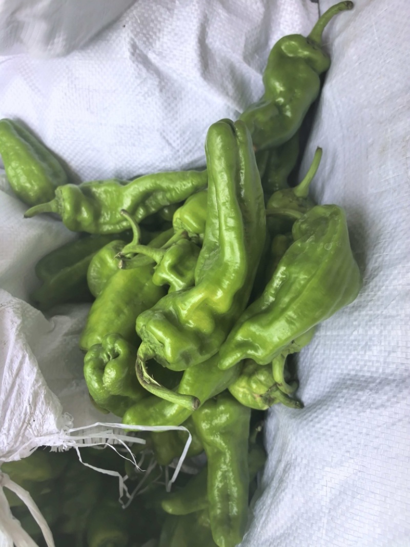 河南青辣椒大量上市301新鲜辣椒大青椒诚信老店欢迎电联