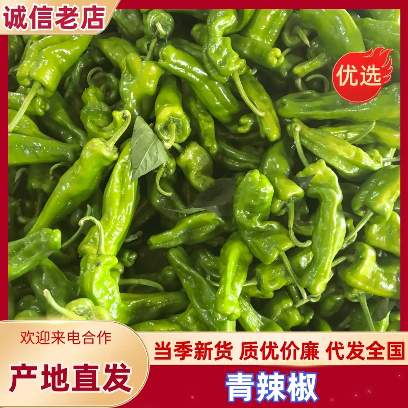 河南青辣椒大量上市新鲜辣椒鲜辣椒诚信老店欢迎电联