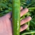 河南青辣椒大量上市新鲜辣椒鲜辣椒诚信老店欢迎电联