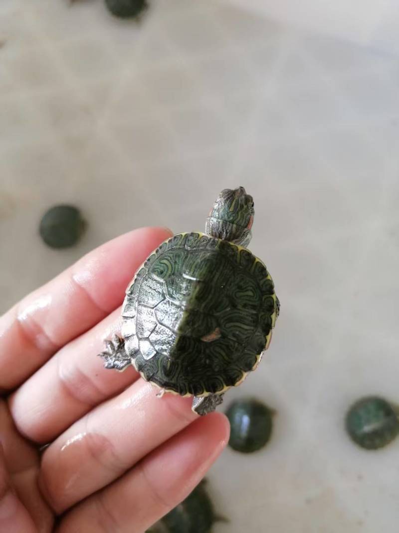 小小巴西龟