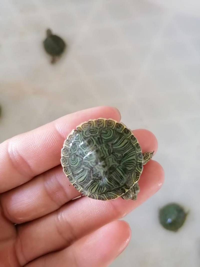 小小巴西龟