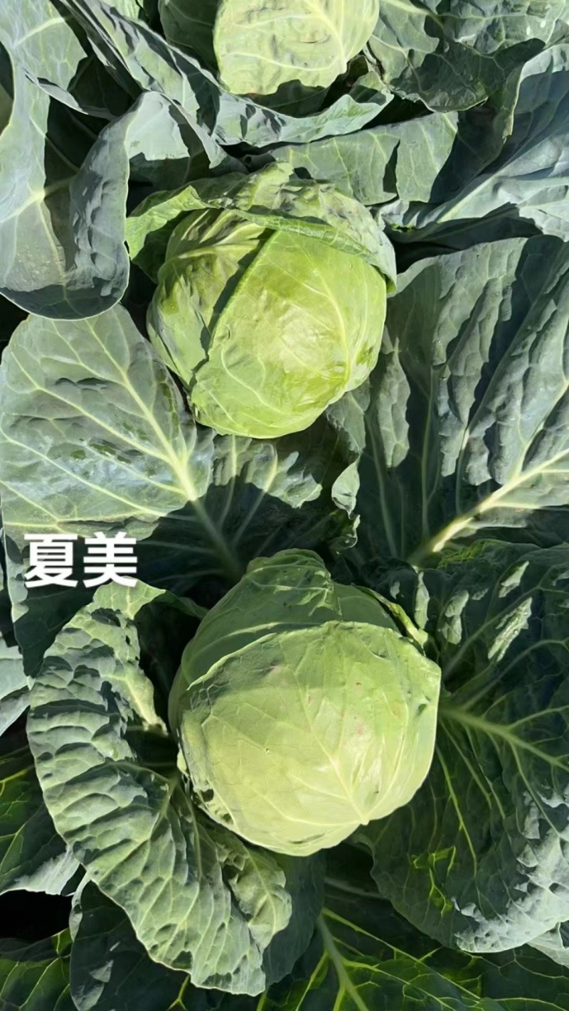夏美甘蓝进口种子绿球圆球形抗热抗病全绿口感甜脆松软包菜春
