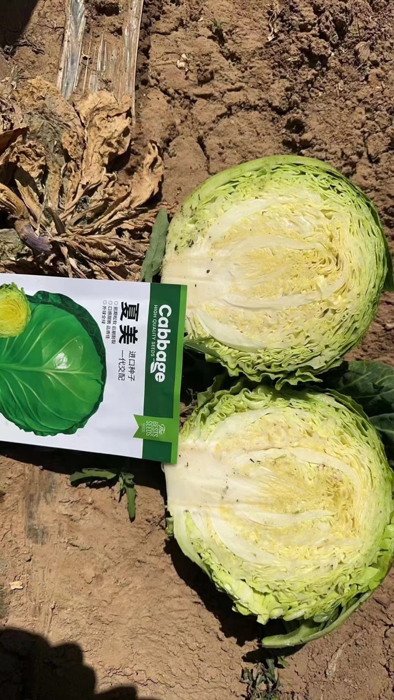 夏美甘蓝进口种子绿球圆球形抗热抗病全绿口感甜脆松软包菜春