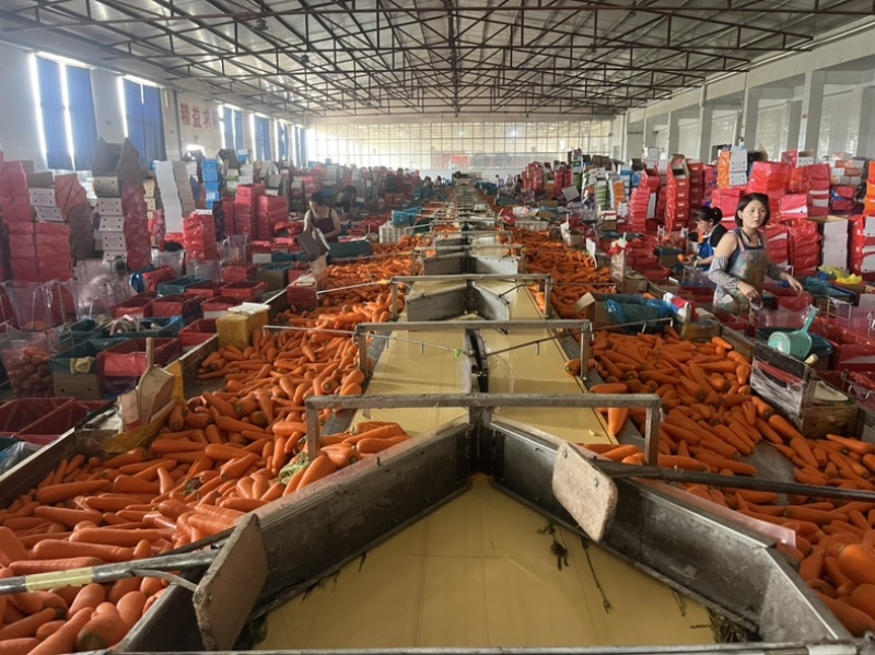 精品胡萝卜，有日标货(农残合格）超市货，食堂货，中亚货