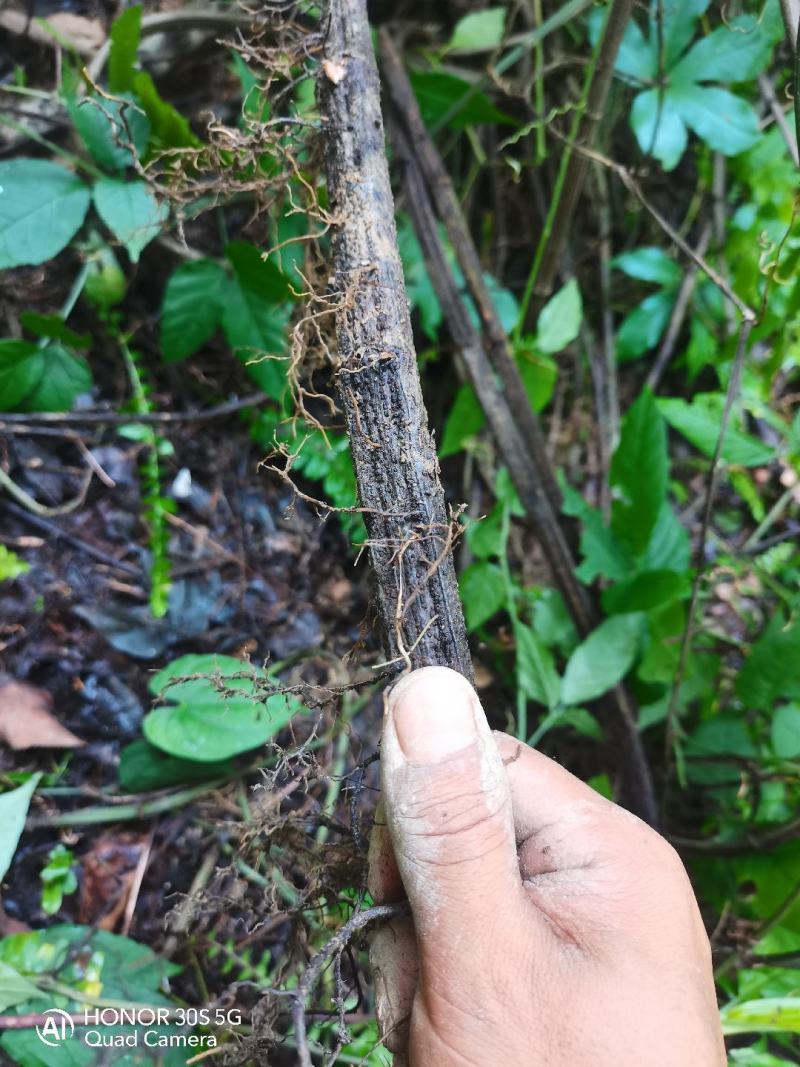 野生三叶青鲜货统货。要货的要提前两天预定。没有存货。现挖现发