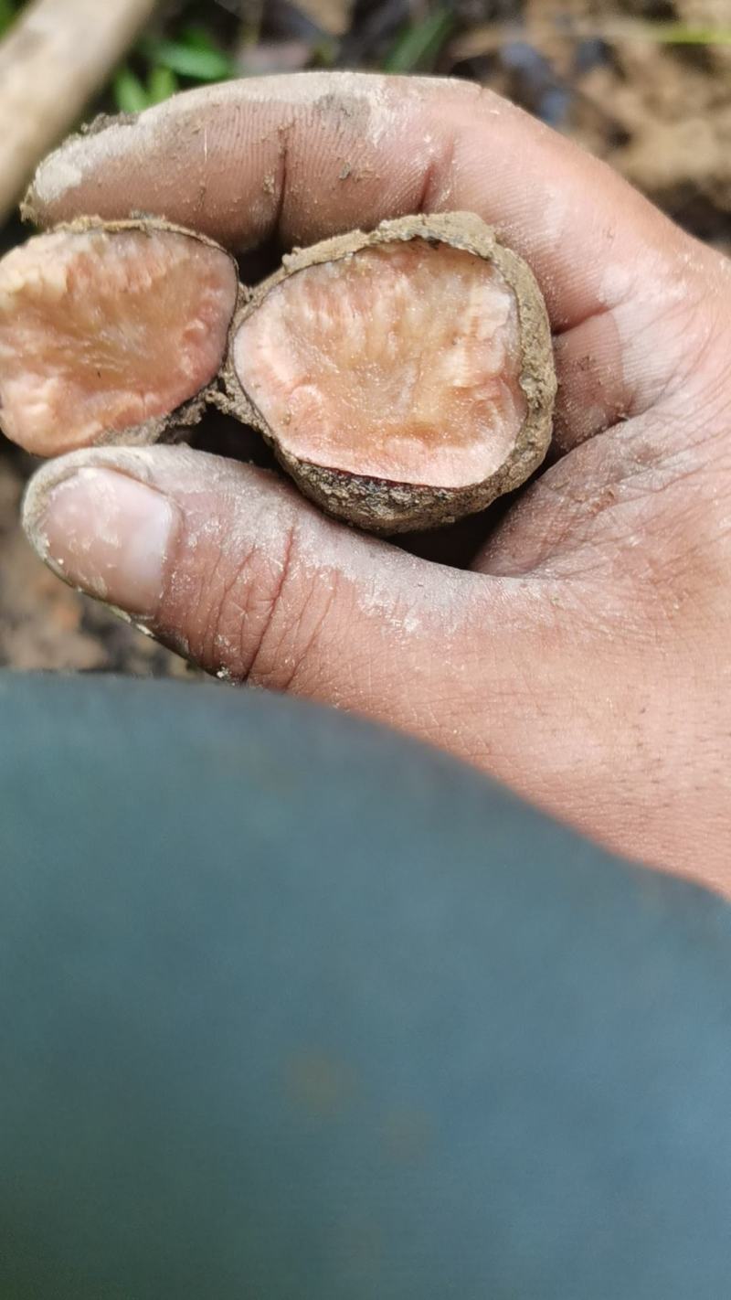 野生三叶青鲜货统货。要货的要提前两天预定。没有存货。现挖现发