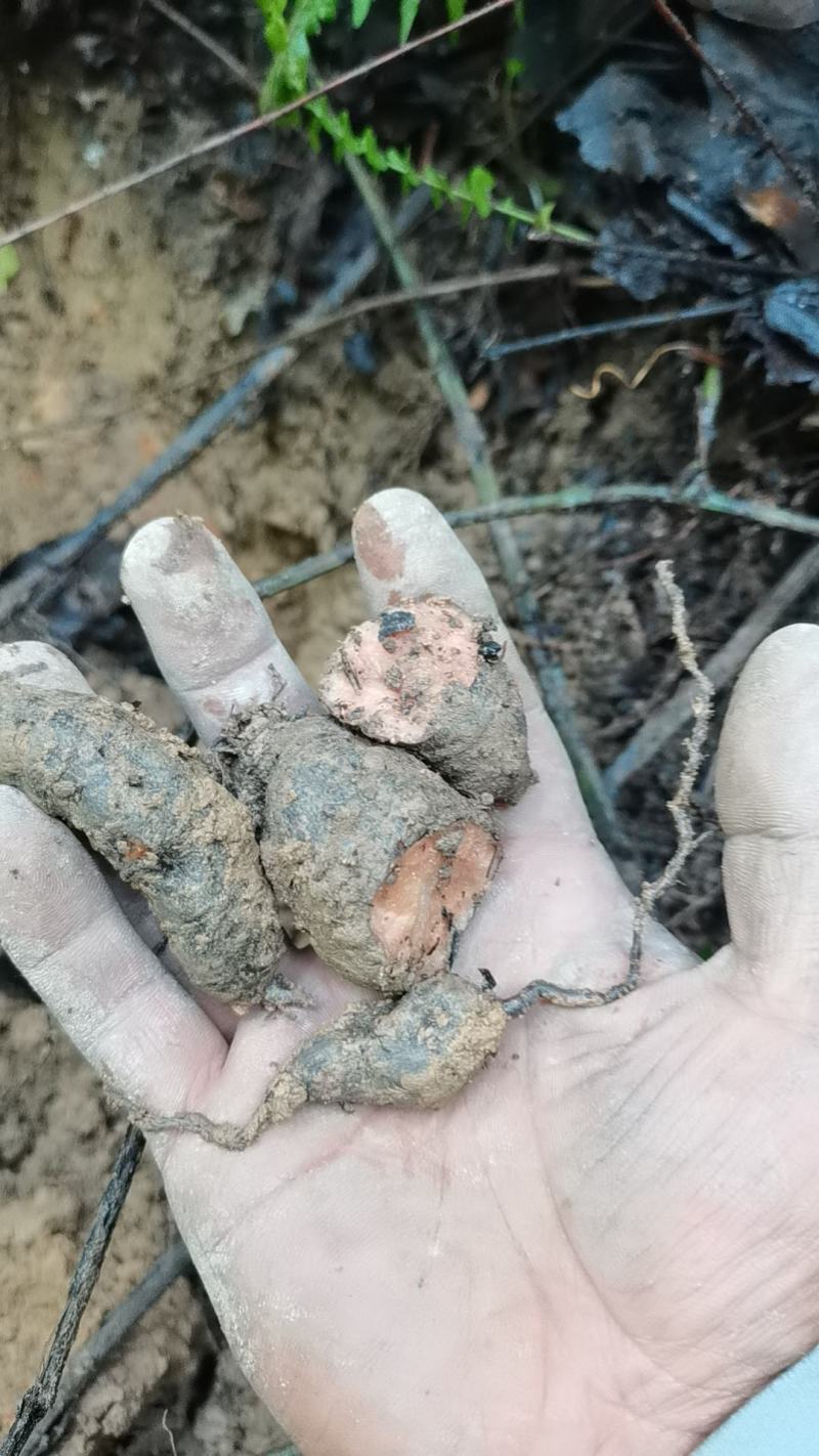 野生三叶青鲜货统货。要货的要提前两天预定。没有存货。现挖现发