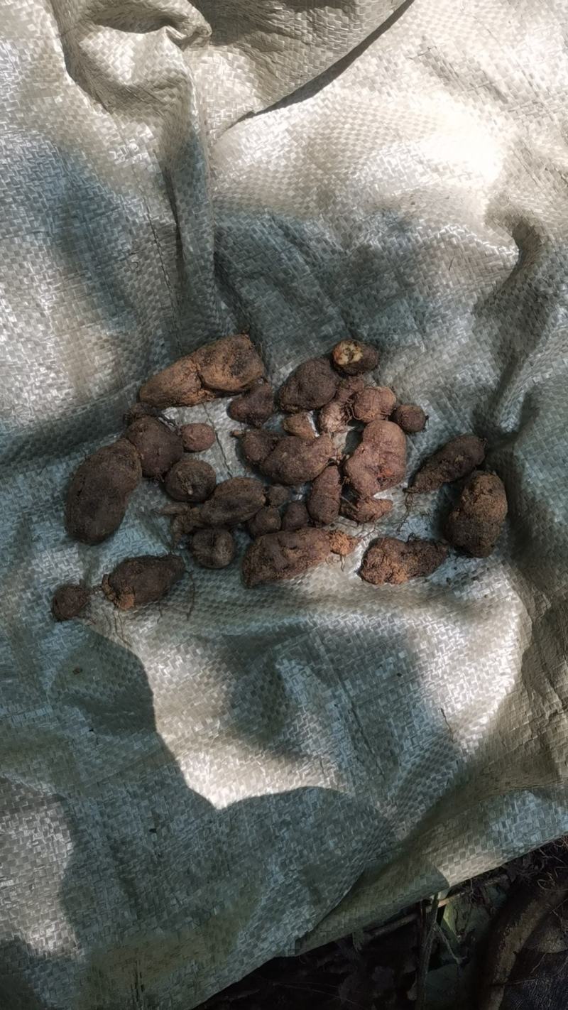 野生三叶青鲜货统货。要货的要提前两天预定。没有存货。现挖现发