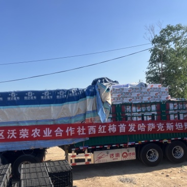 西红柿出口中亚五国，可以开发票，公对公打款