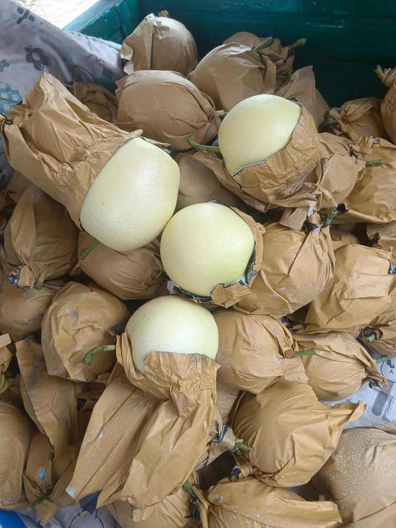 白皇冠梨套袋白梨砀山白皇冠承接商超电商供货代发全国