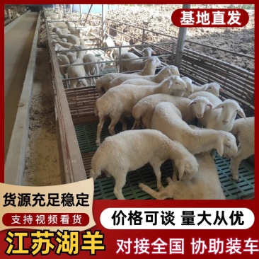 江苏湖羊常年供应品质保证量大从优可实地看货