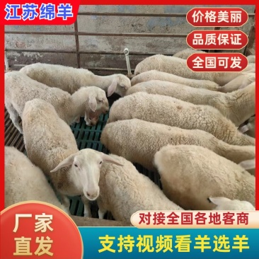 江苏活羊绵羊肉质鲜美可看货可直发欢迎选购
