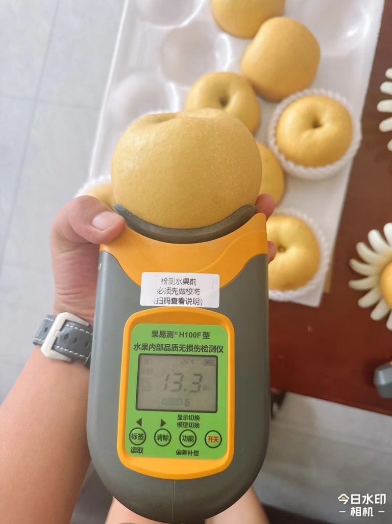新玉梨新高梨套袋圆黄梨砀山圆黄商超电商供货代发
