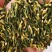 莲子芯各种规格2斤包邮量大优惠