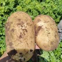 精品土豆大量供应，沃土5号，甘肃产地直发，量大从优