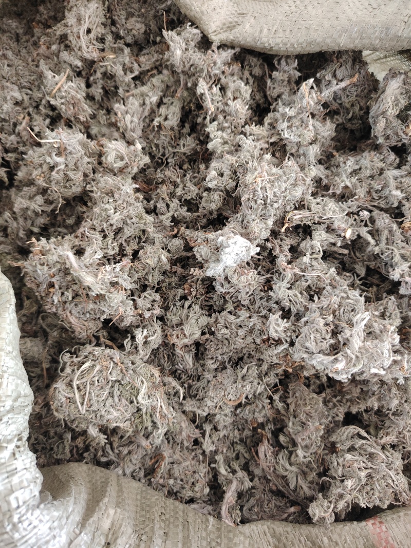 山东精品茵陈前期货