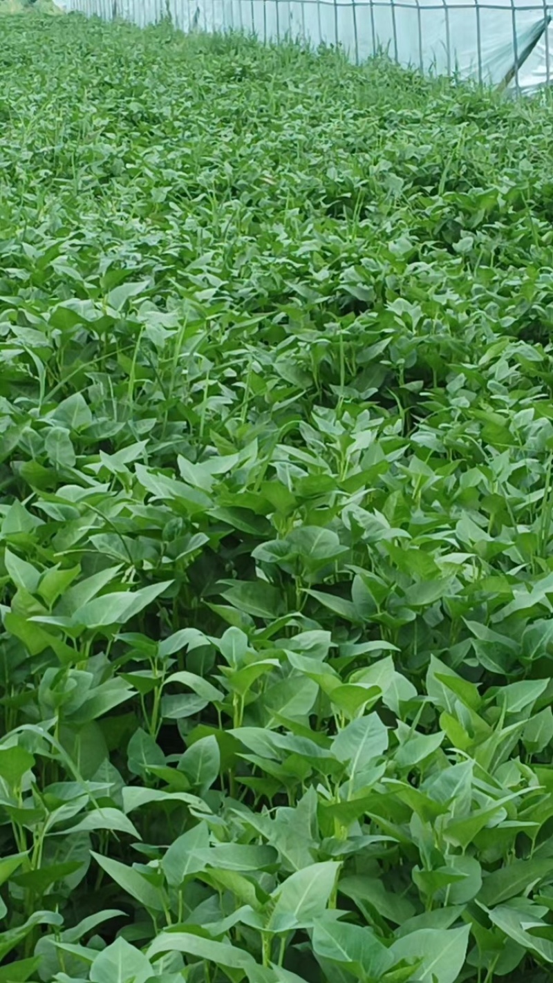 空心菜，基地直发，大量有货，欢迎各位老板咨询采购