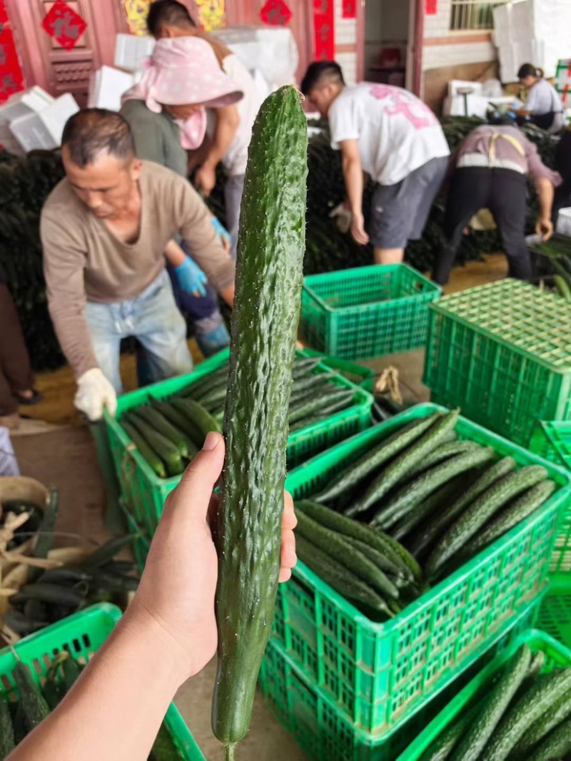 贵州黄瓜密刺黄瓜精品电商通货基地货大量上市