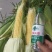 太阳花水果玉米