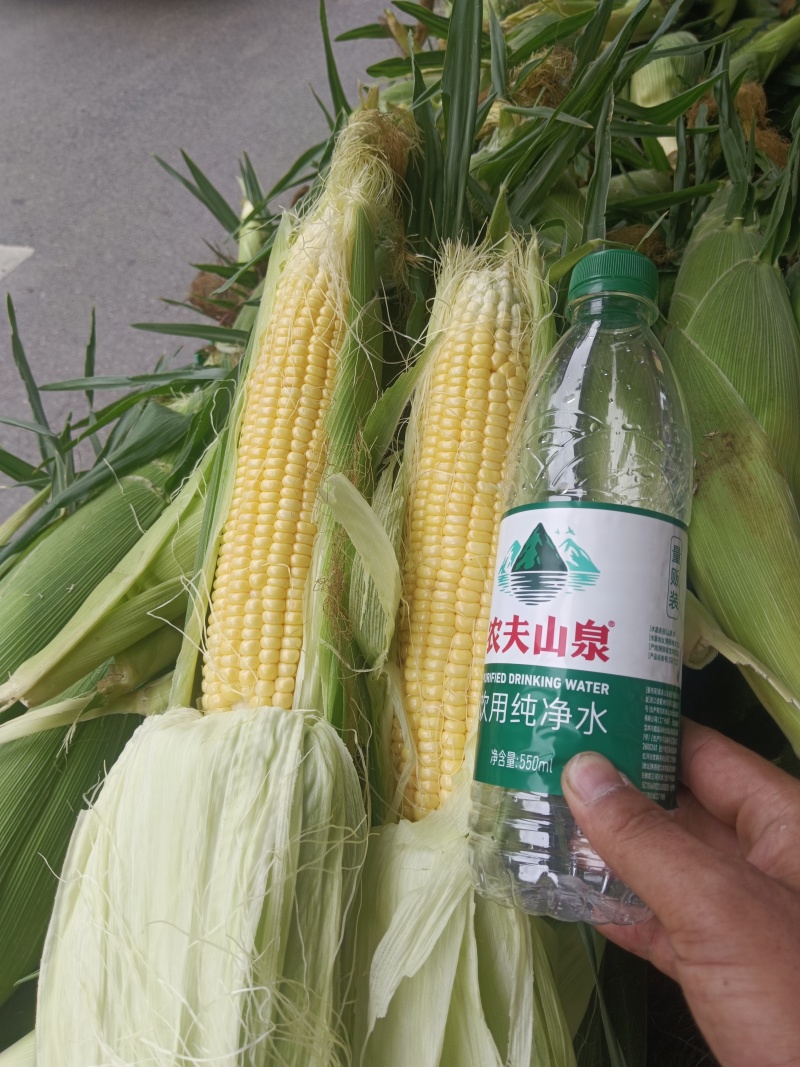 太阳花水果玉米