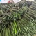 贵州黄瓜密刺黄瓜精品电商通货基地货大量上市