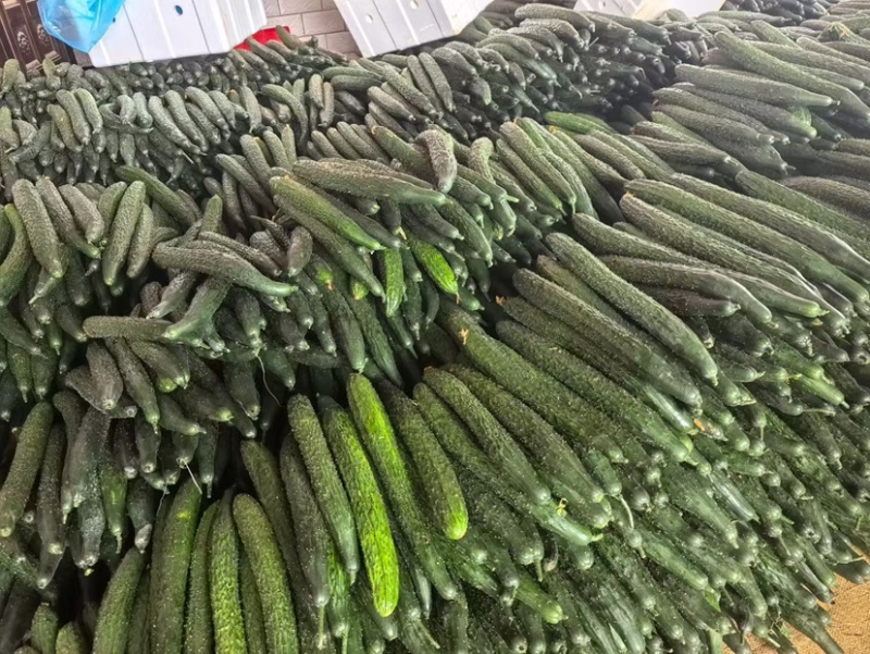 贵州黄瓜密刺黄瓜精品电商通货基地货大量上市